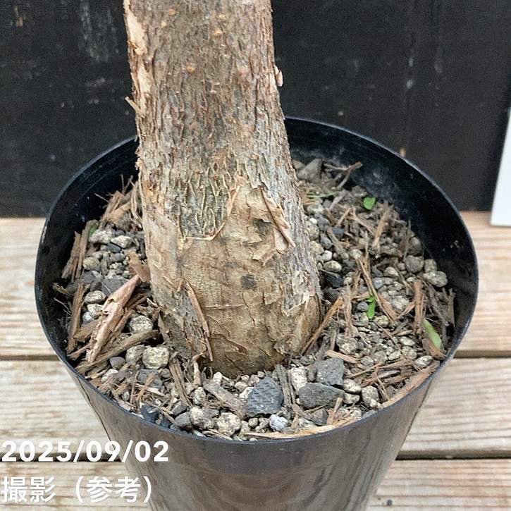 パキラ ミルキーウェイ 5号 4 斑入りパキラ ミルキーウェイ 5号｜観葉04-PA | 観葉・多肉,パキラ