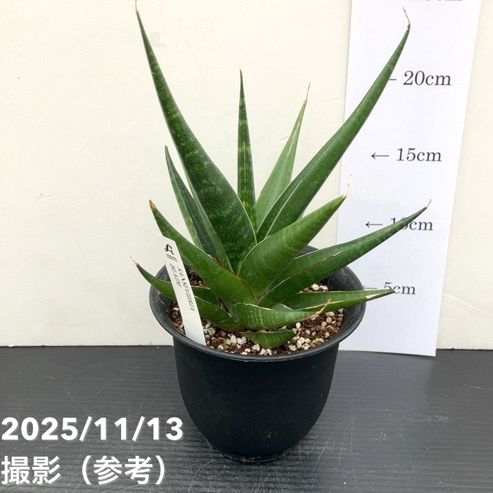サンスベリア 4号 ブレイド Blade プラ鉢｜観葉02-D2 | 観葉・多肉