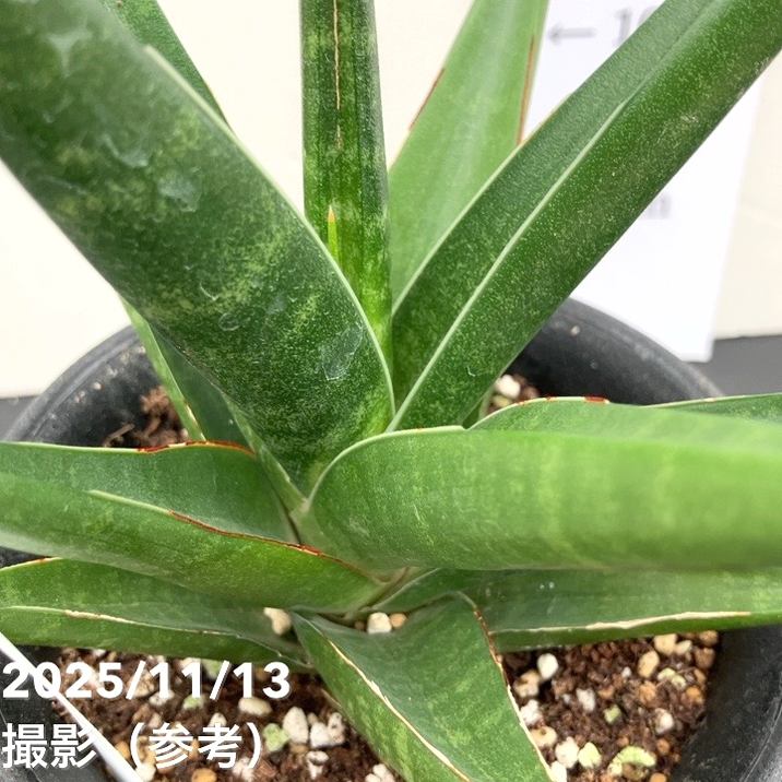 サンスベリア 4号 ブレイド Blade プラ鉢｜観葉02-D2 | 観葉・多肉
