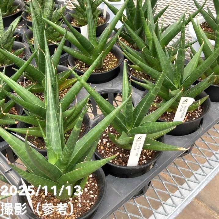 サンスベリア 4号 ブレイド Blade プラ鉢｜観葉02-D2 | 観葉・多肉