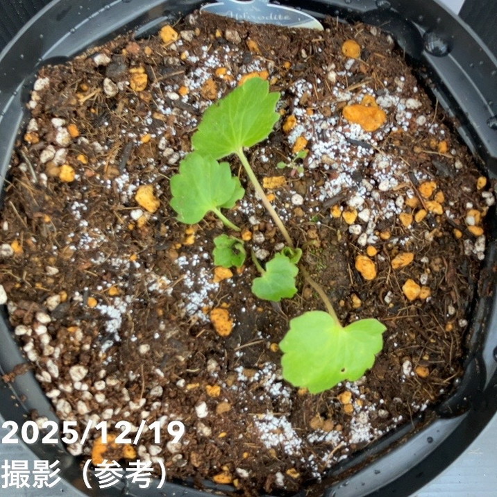 ラナンキュラス ラックス 7号 アフロディーテ｜草花10-TU | 草花