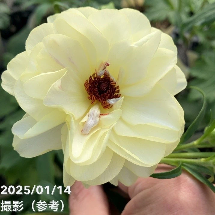 ⑦ ラナンキュラス　ラックス ラナンキュラス ラックス 7号 アフロディーテ｜草花10-TU | 草花