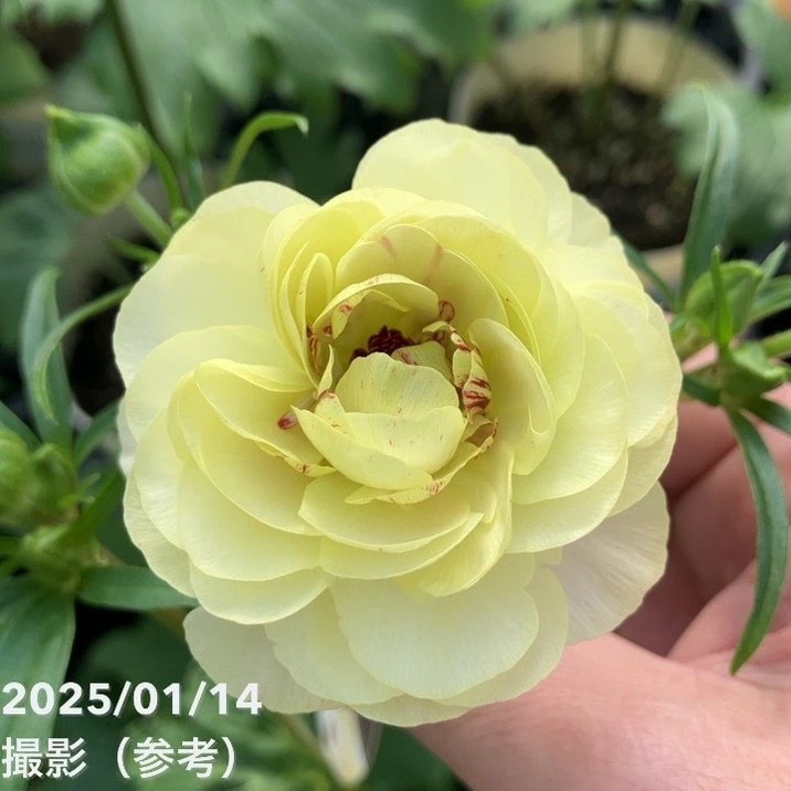 ラナンキュラス ラックス 7号 アフロディーテ｜草花10-TU | 草花