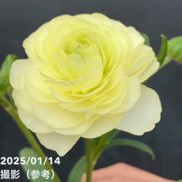 ラナンキュラス ラックス 7号 アフロディーテ｜草花10-TU | 草花