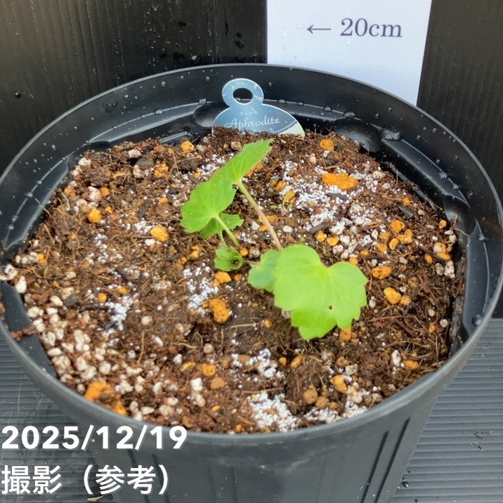 ➁ラナンキュラスラックス　アフロディーテ　小2球根 ラナンキュラス ラックス 7号 アフロディーテ｜草花10-TU | 草花