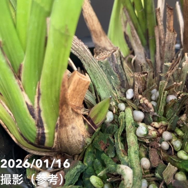 花芽2個＞キンリョウヘン 3.5号（品種名なし）｜ミツバチ蘭｜洋蘭10-TU