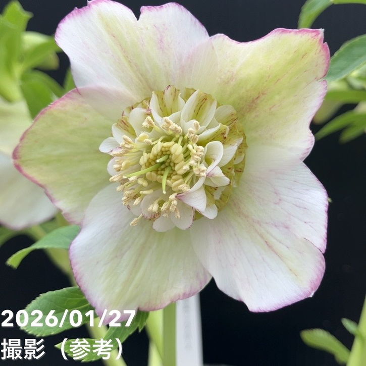 一点物】加藤農園 セミダルブル丸弁系クリスマスローズ モーリー 4.5号