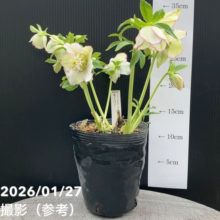 ♡加藤農園♡ モリモリセミダブル　丸弁整形花　充実株 一点物】加藤農園 セミダルブル丸弁系クリスマスローズ モーリー 4.5号