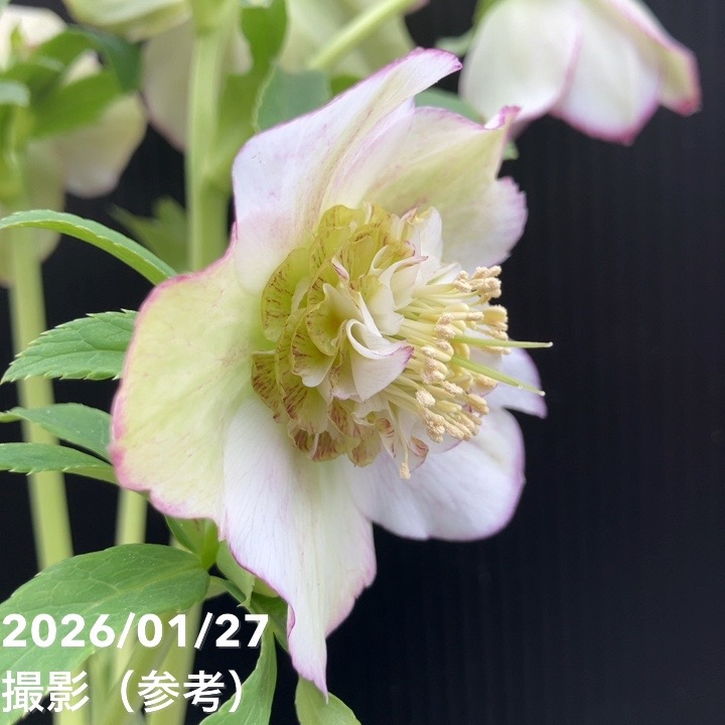 一点物】加藤農園 セミダルブル丸弁系クリスマスローズ モーリー 4.5号