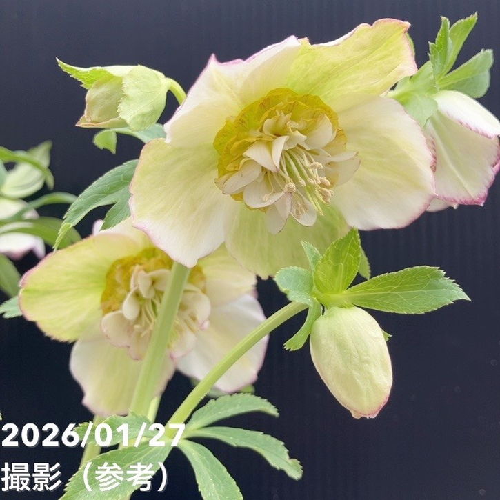 一点物】加藤農園 セミダルブル丸弁系クリスマスローズ モーリー 4.5号