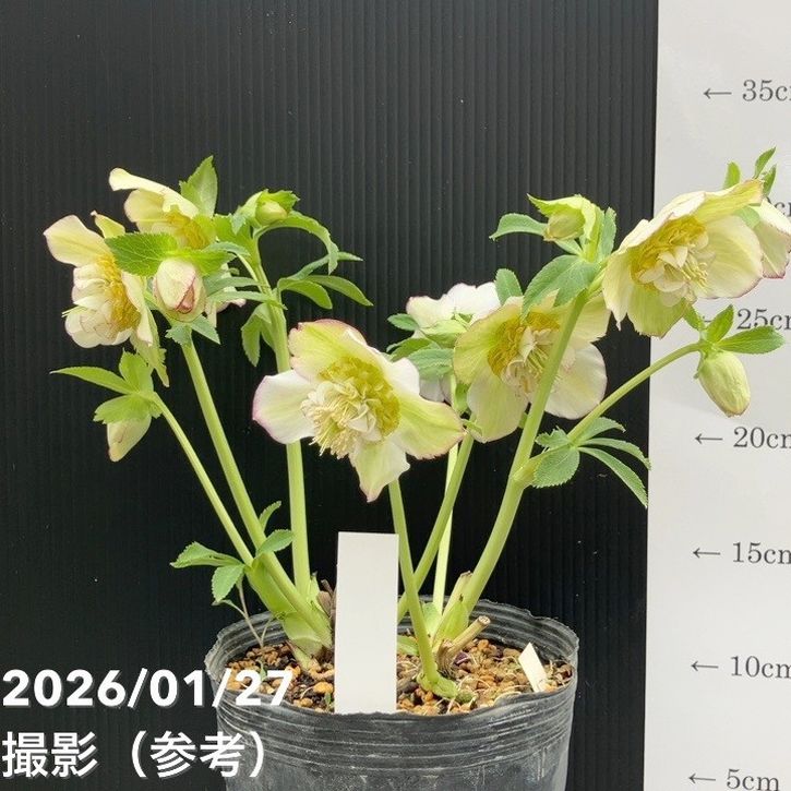 加藤農園 モーリー交配 セミダブル クリスマスローズ 同梱可能 お買い得一点物咲き進み株】加藤農園 セミダブル系多弁クリスマス
