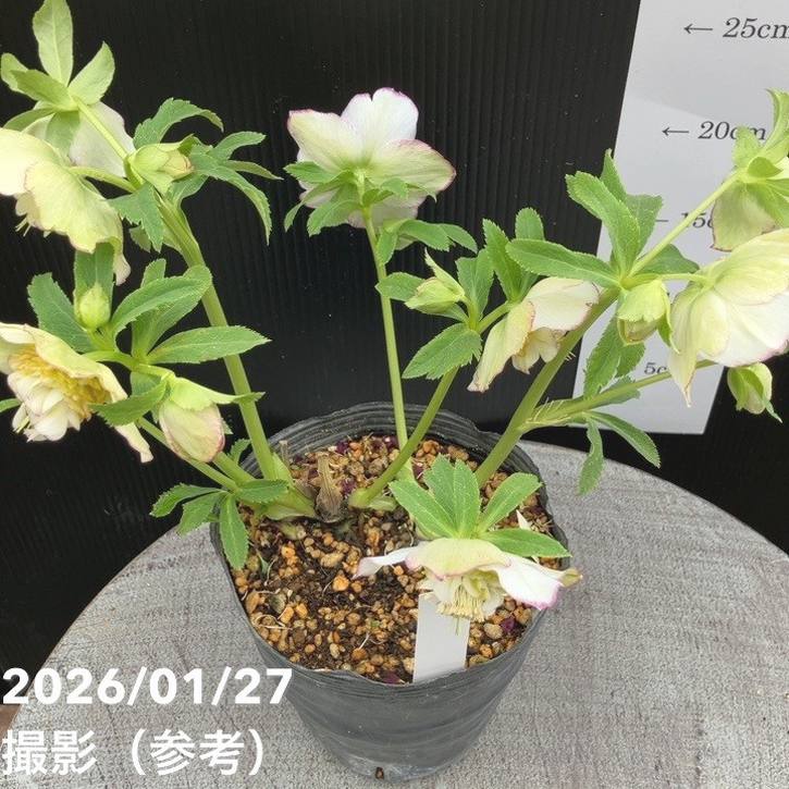 一点物】加藤農園 セミダルブル丸弁系クリスマスローズ モーリー 4.5号