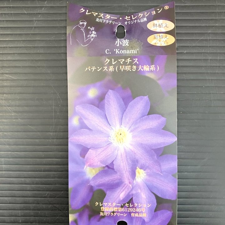 クレマチス パテンス系（早咲き大輪系）小波 4号｜草花10-TU | 草花