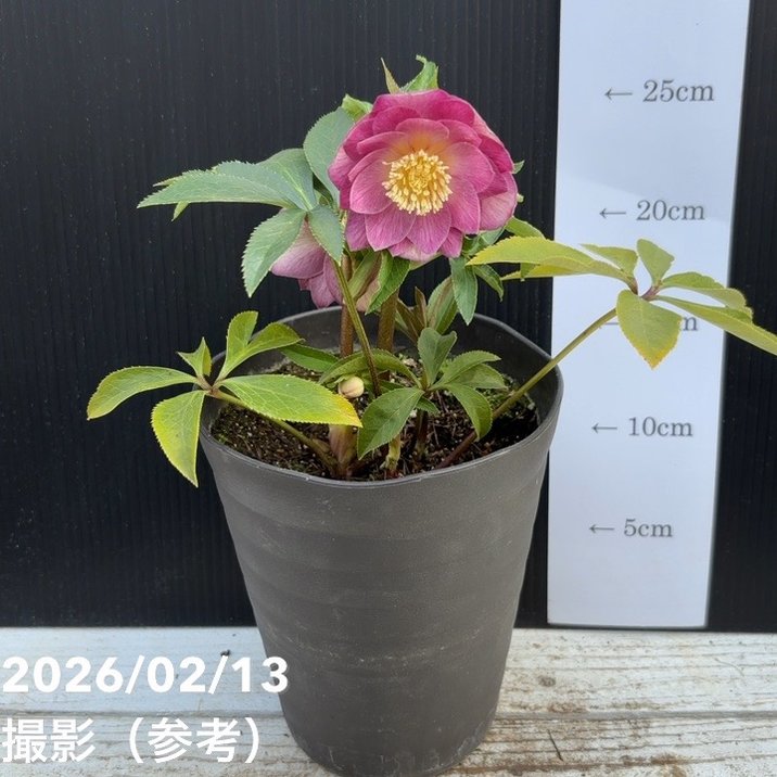 一点物】広瀬園芸 クリスマスローズ 4.5号（HR21）｜山野04-PA | 草花