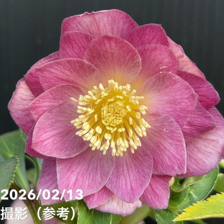 一点物】広瀬園芸 クリスマスローズ 4.5号（HR21）｜山野04-PA | 草花