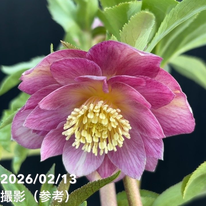 一点物】広瀬園芸 クリスマスローズ 4.5号（HR21）｜山野04-PA | 草花