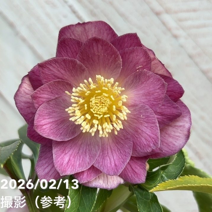 一点物】広瀬園芸 クリスマスローズ 4.5号（HR21）｜山野04-PA | 草花