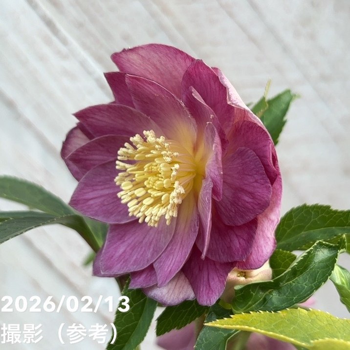 クリスマスローズ　広瀬園芸　斑入り葉 一点物】広瀬園芸 クリスマスローズ 4.5号（HR21）｜山野04-PA | 草花