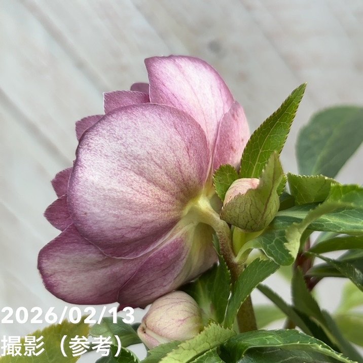 一点物】広瀬園芸 クリスマスローズ 4.5号（HR21）｜山野04-PA | 草花