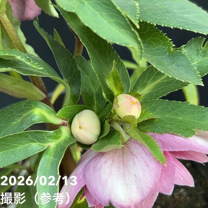 一点物】広瀬園芸 クリスマスローズ 4.5号（HR21）｜山野04-PA | 草花