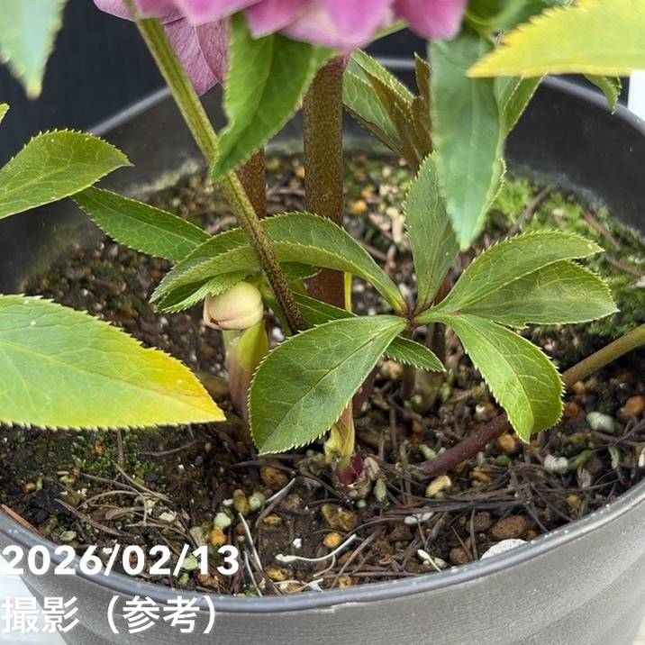 一点物】広瀬園芸 クリスマスローズ 4.5号（HR21）｜山野04-PA | 草花