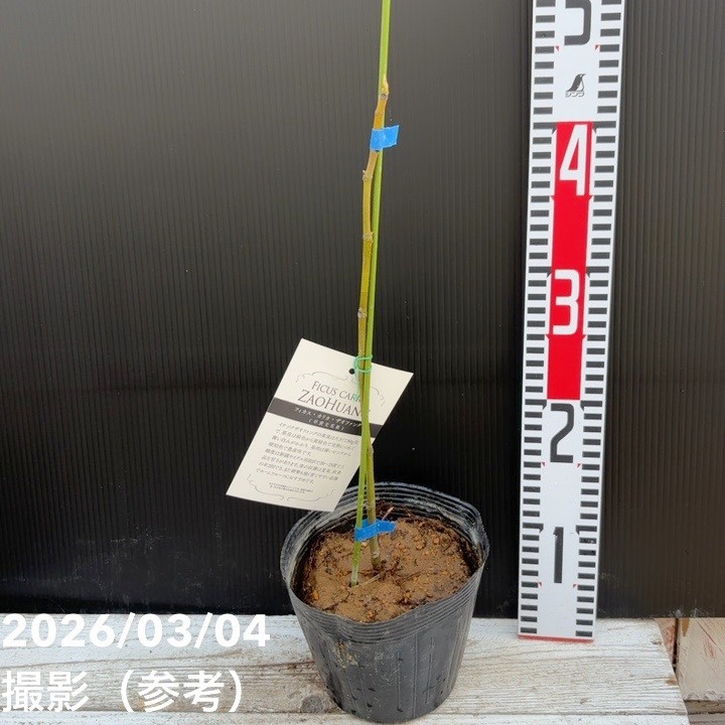 イチジク ザオファング 5号｜果樹04-PA | 果樹,イチジク | 赤塚植物園