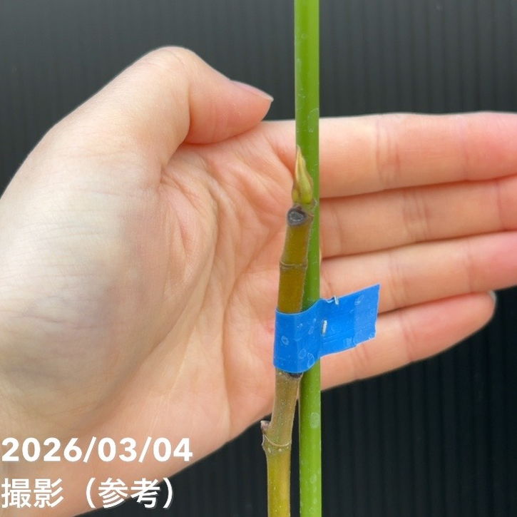 イチジク ザオファング 5号｜果樹04-PA