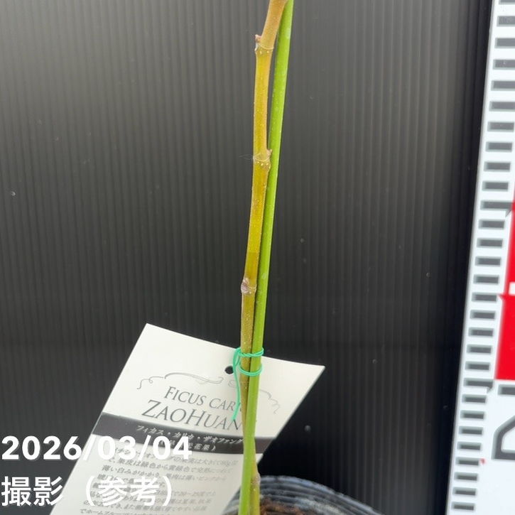 イチジク ザオファング 5号｜果樹04-PA | 果樹,イチジク | 赤塚植物園