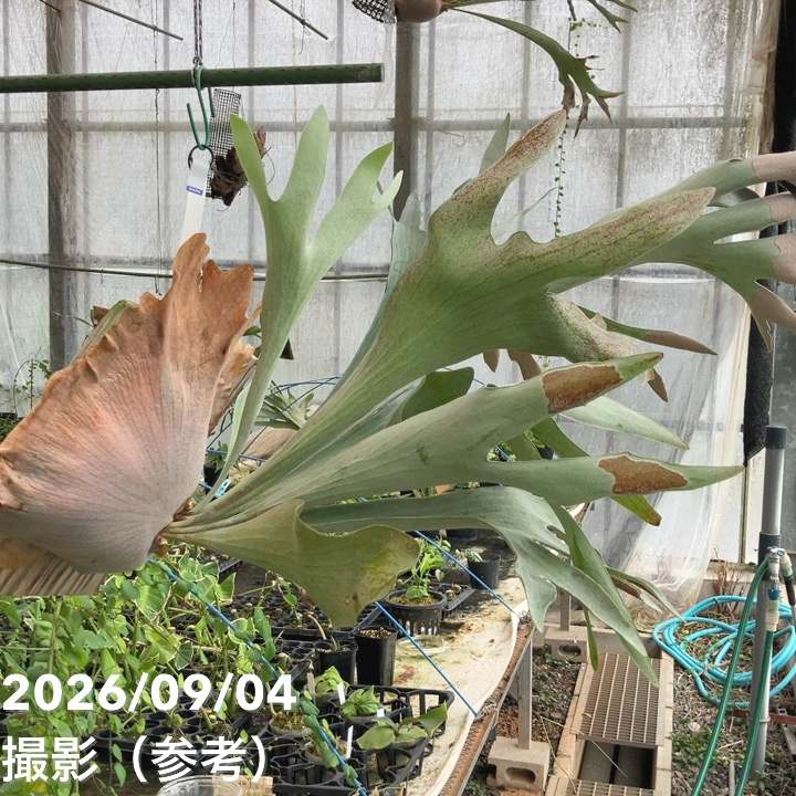 現品お届け】ビカクシダ ネザーランド 板付け｜観葉01-D1 | 観葉・多肉