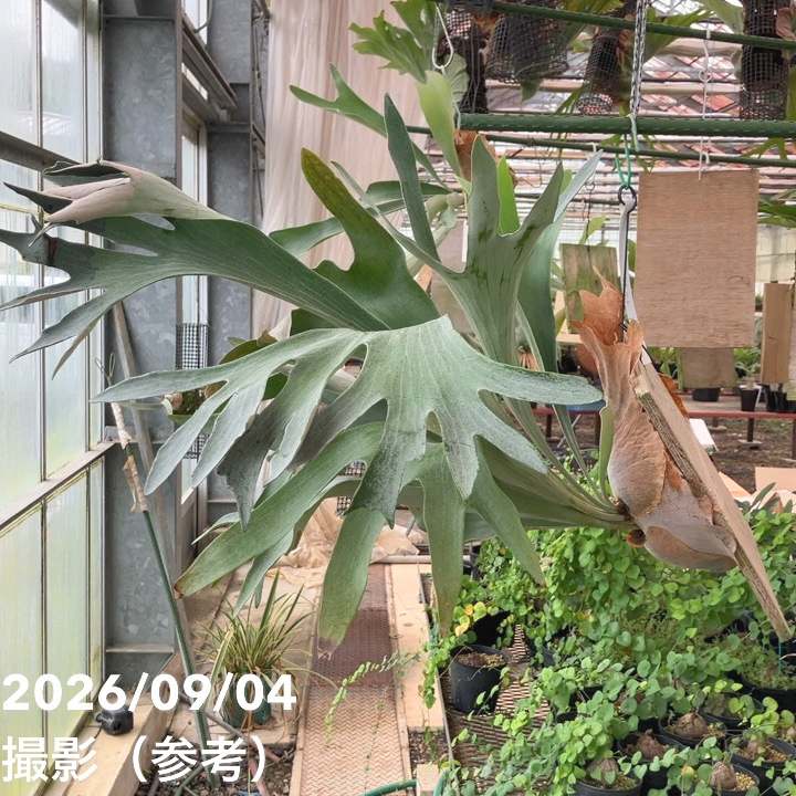 現品お届け】ビカクシダ ネザーランド 板付け｜観葉01-D1 | 観葉・多肉