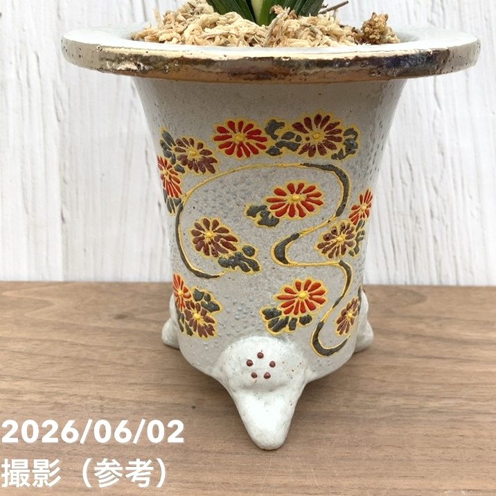 決算P5倍！10%OFF！8/2まで】【現品お届け】豊明園 万年青 オモト