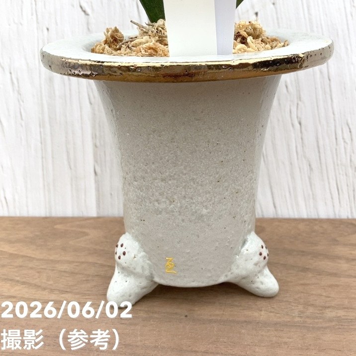 現品お届け】豊明園 万年青 オモト お多福（おたふく）錦鉢（O75