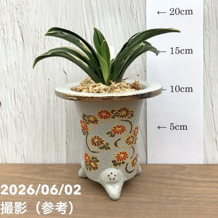 万年青　おもと　お多福　覆輪斑　4号陶器鉢つき　極上斑の子株つき❗　う 現品お届け】豊明園 万年青 オモト お多福（おたふく）錦鉢（O75