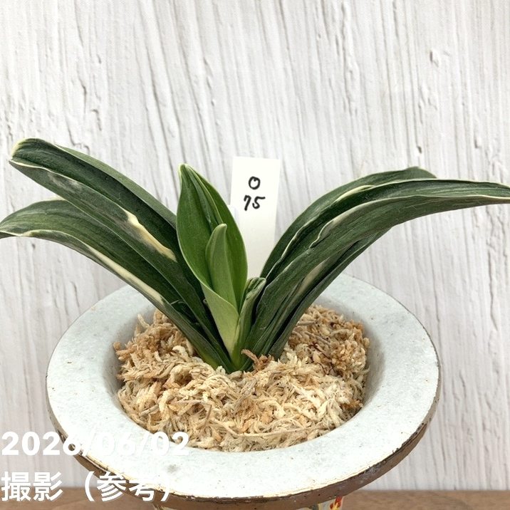 現品お届け】豊明園 万年青 オモト お多福（おたふく）錦鉢（O75