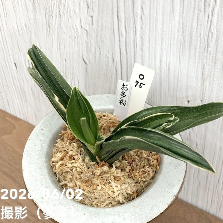 現品お届け】豊明園 万年青 オモト お多福（おたふく）錦鉢（O75