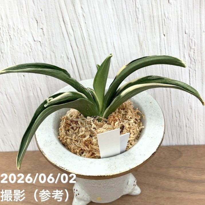 決算P5倍！10%OFF！8/2まで】【現品お届け】豊明園 万年青 オモト