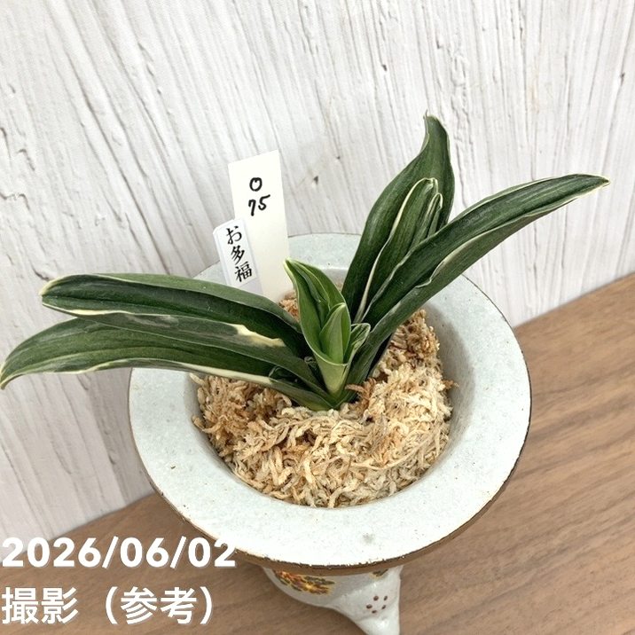 現品お届け】豊明園 万年青 オモト お多福（おたふく）錦鉢（O75