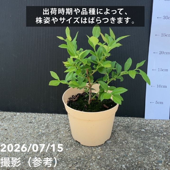 予約9月下旬以降発送】ブルーベリー苗 ノーザンハイブッシュ系 選択