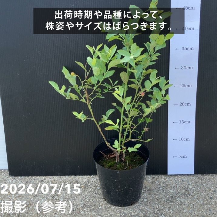 予約9月下旬以降発送】ブルーベリー苗 ノーザンハイブッシュ系 選択