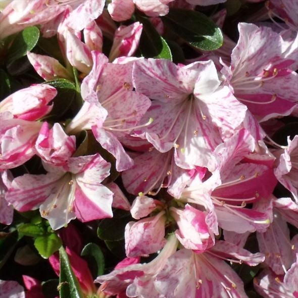 ツツジ 久留米ツツジ 常夏 4号×3株セット｜花木10-AK | 花木・庭木