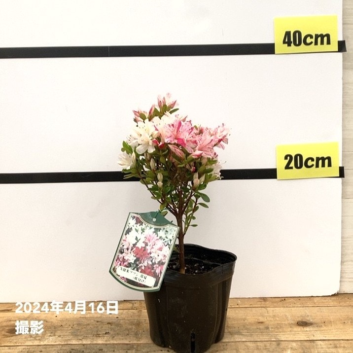 ツツジ 久留米ツツジ 常夏 4号×3株セット｜花木10-AK | 花木・庭木