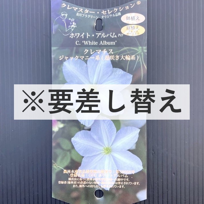 クレマチス インテグリフォリア系（木立性）アルバ 4.5号｜草花04-PA