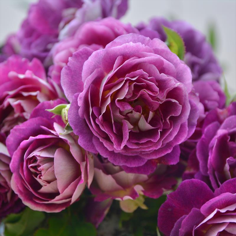 薔薇3輪入り・ドーナツタイプ オルゴナイト【パープルカラー】 バラ大苗 オルフェオ 7号 ロサ・オリエンティス｜花木04-PA | 花木