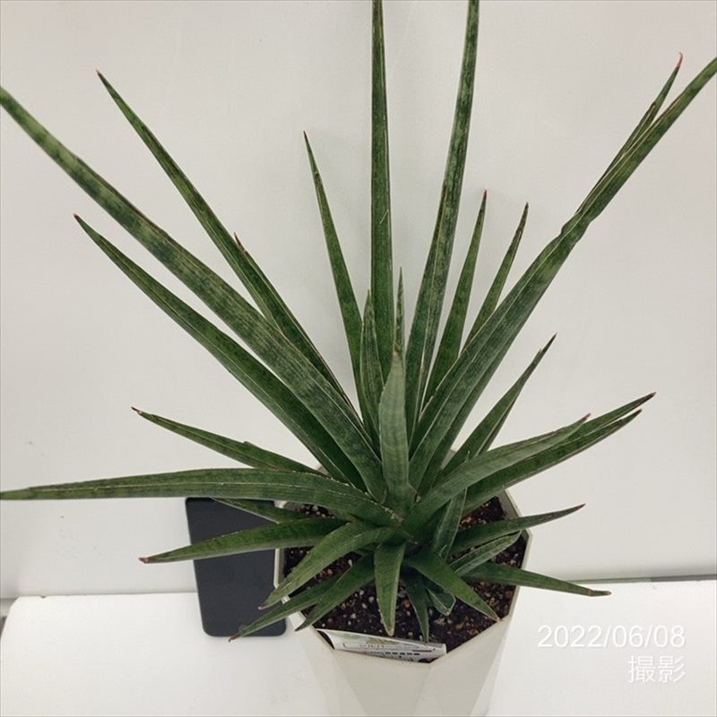 サンスベリア 6号 シルバーニンフ プラスチック鉢仕様｜観葉02-D2