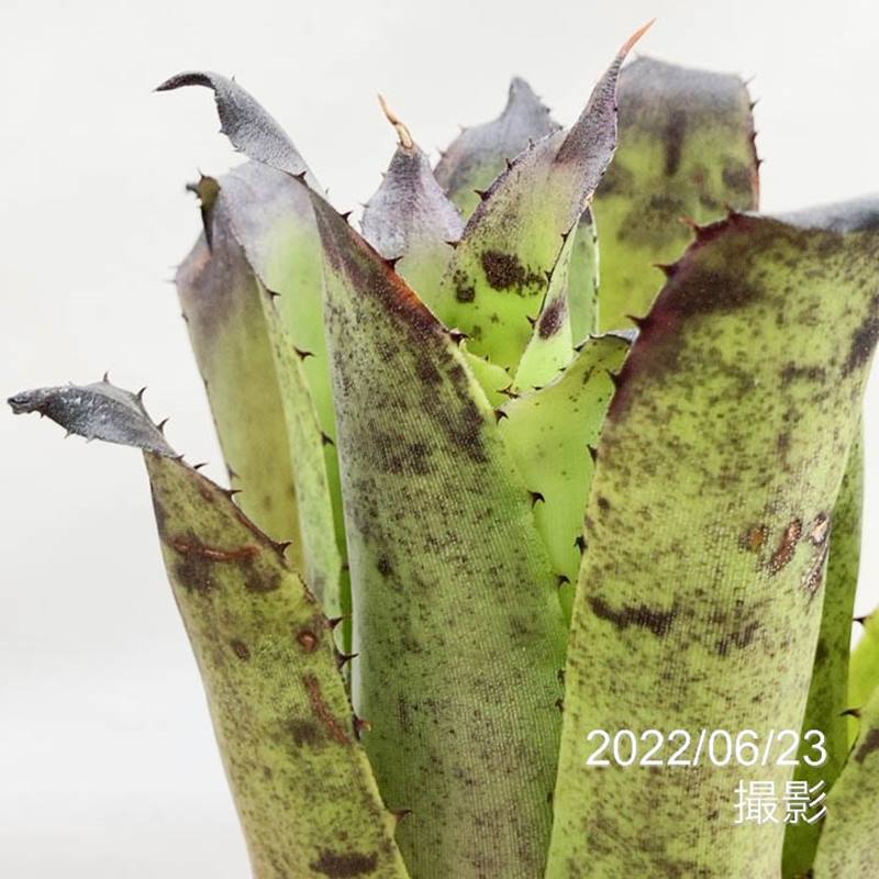 【格安】ワイルド　ホヘンベルギア・レオポルドホルスティー　ハワイ 現品】ホヘンベルギア・レオポルドホルスティー ハワイクローン