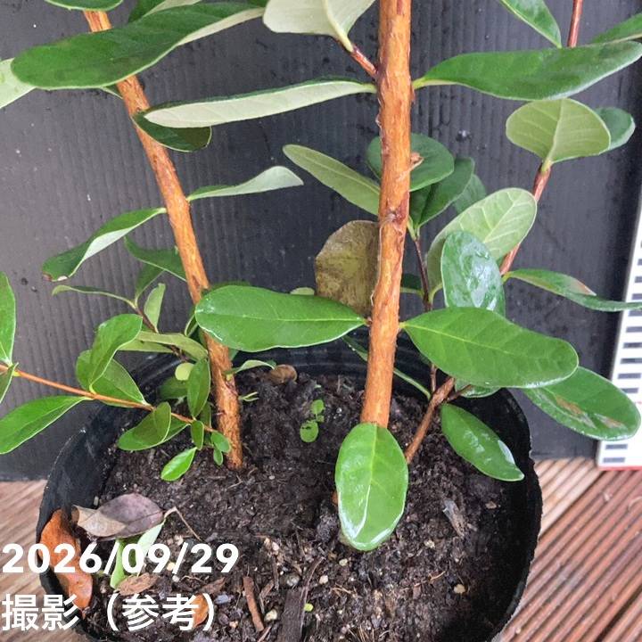 フェイジョア 二本植え込み（実生）6号｜果樹04-PA | 果樹 | 赤塚