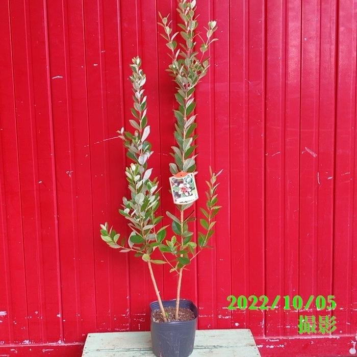 フェイジョア 二本植え込み（実生）6号｜果樹04-PA | 果樹 | 赤塚