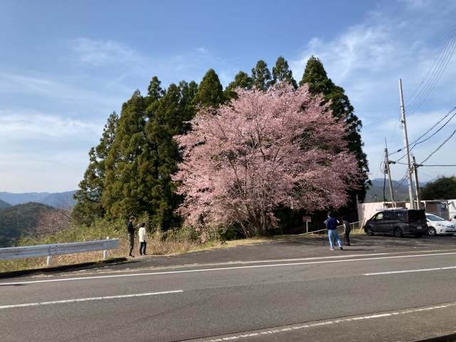 クマノザクラ(熊野桜)接ぎ木苗 5号ポット クマノザクラの名木「長尾美春桜」|花木10-TU