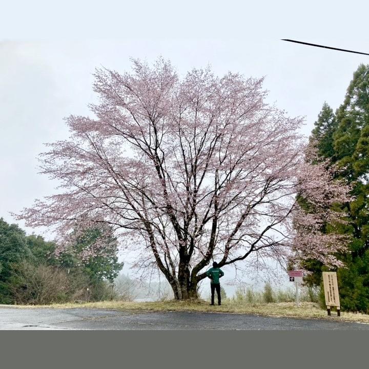 クマノザクラ(熊野桜)接ぎ木苗 5号ポット クマノザクラの名木「長尾美春桜」|花木10-TU