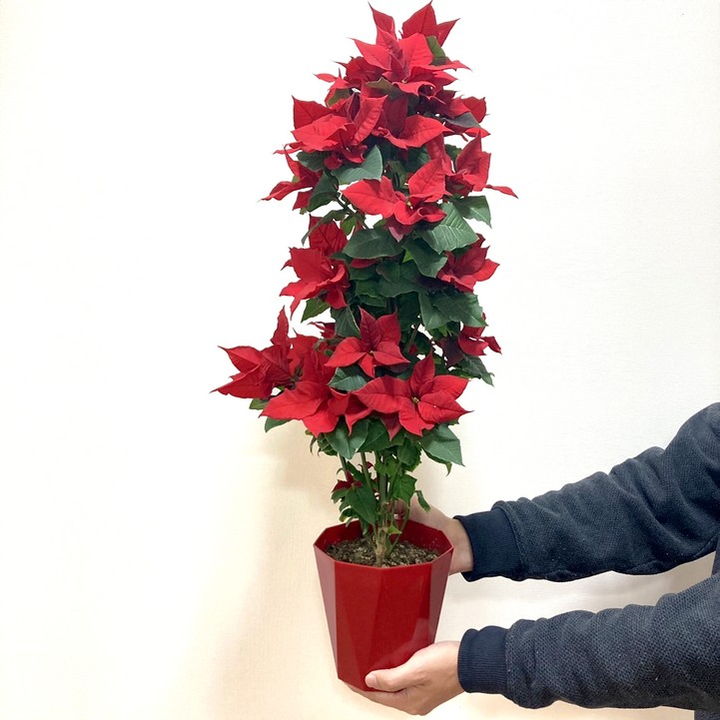 数量限定 ポインセチア クリスマスキャンドル ツリー仕立て Pvp 10鉢花 ギフト 鉢花 観葉ギフト 赤塚植物園オンライン 花の音
